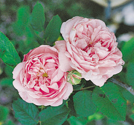 Fantin-Latour – Antique Rose Emporium