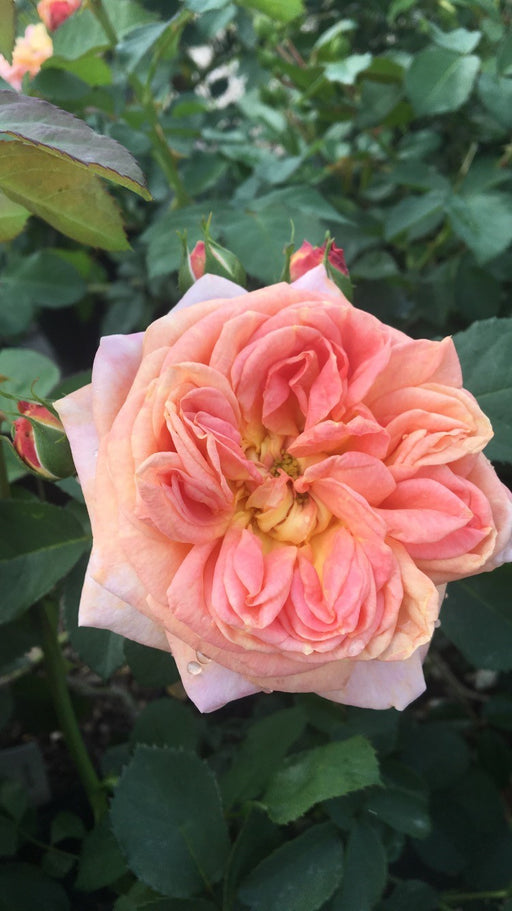 Antique Violet Medium Lizbeth 640 Size 20 100% Egyptian Mercerized Cot –  the Enchanted Rose Emporium