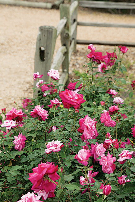 Old Garden or Antique Roses - A List with Dates of Introduction - Jacki ...