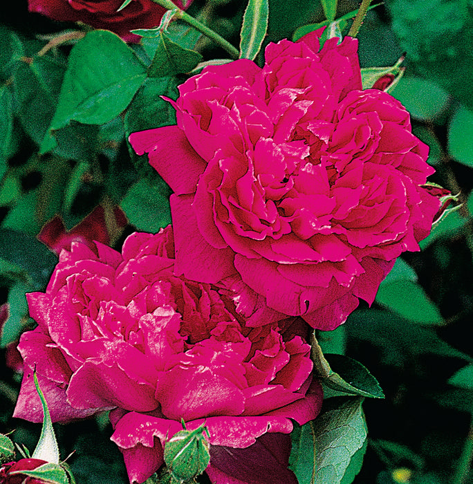 Maggie — Antique Rose Emporium