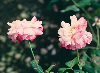 Natchitoches Noisette — Antique Rose Emporium