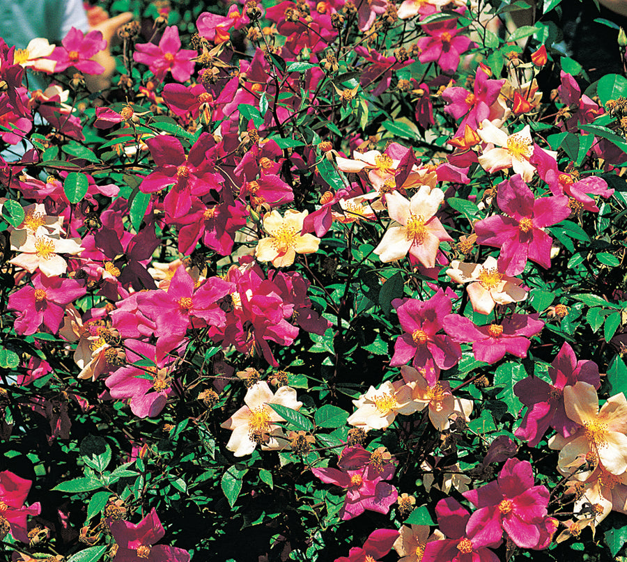 Close up of Butterfly Rose bush, also called Mutabilis. Each flower has 5 petals and is either deep crimson, pink, or an apricot yellow blend.