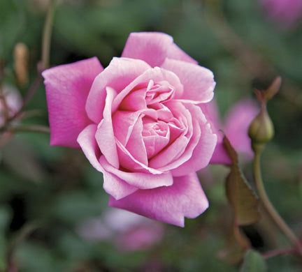 Old Garden or Antique Roses - A List with Dates of Introduction - Jacki ...