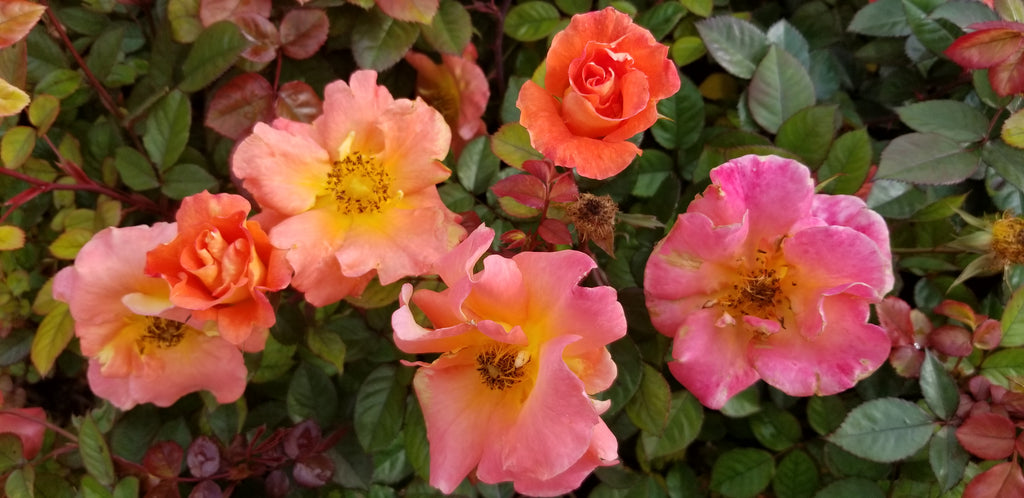 Firecracker- Kolorscape® — Antique Rose Emporium