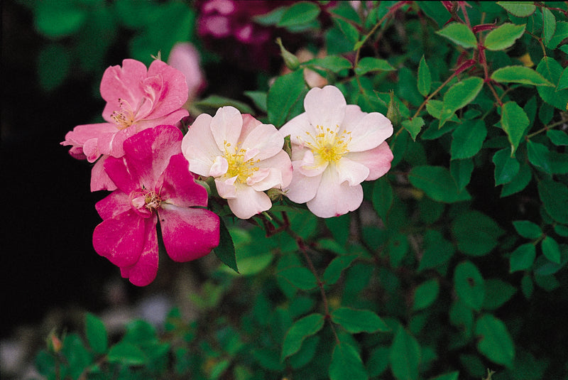 Bermuda's Kathleen