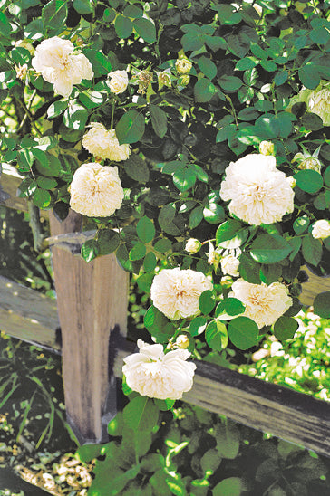 Tea Roses — Antique Rose Emporium