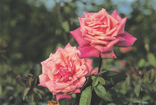 Dr. Grill Antique Rose Emporium