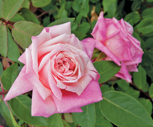 French Pink Rose Buds – Aroma Tea Shop