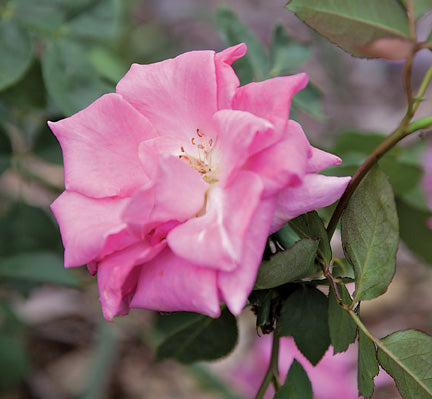 Antique Rose Emporium – Antique Rose Nursery & All Things Garden