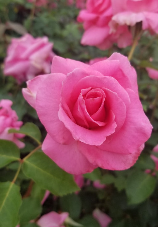 Louis Philippe — Antique Rose Emporium