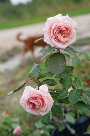 These are Victorian Era Tea outlets Roses which are hand forged and handcrafted and accented in antique gold