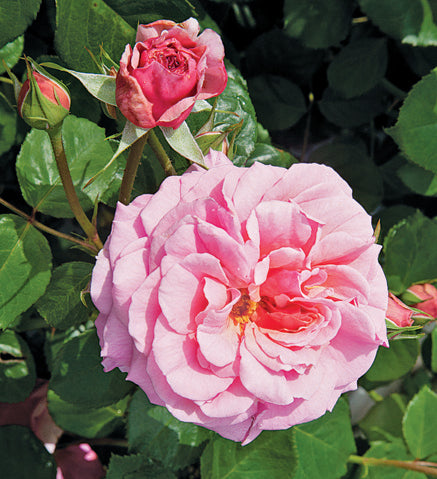 Large Shrubs — Antique Rose Emporium
