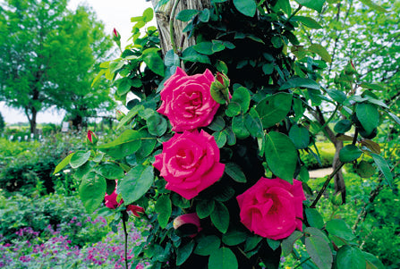 Antique Rose Emporium | Antique Rose Nursery & All Things Garden