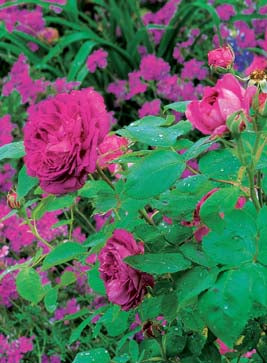 Antique Violet Medium Lizbeth 640 Size 20 100% Egyptian Mercerized Cot –  the Enchanted Rose Emporium