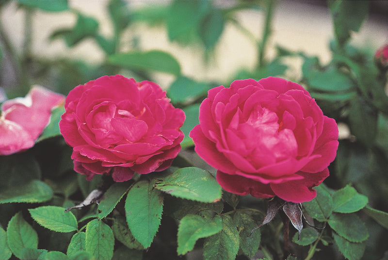 American Roses selling