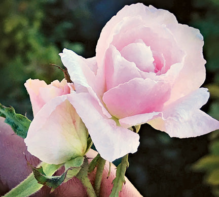 Cecile Brunner — Antique Rose Emporium