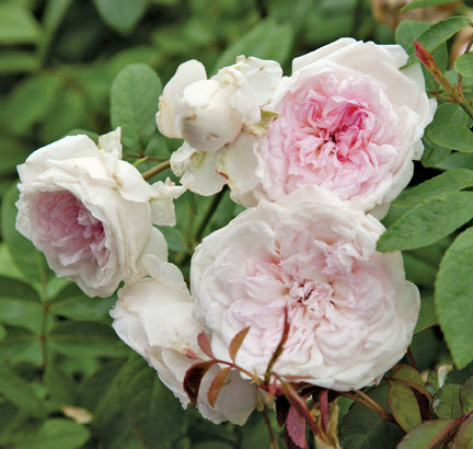 Nearly Thornless Roses — Antique Rose Emporium