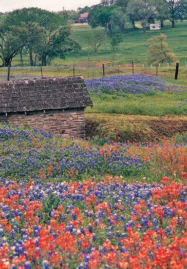 Bluebonnet Seed (2oz)