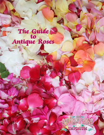 Guide To Antique Roses