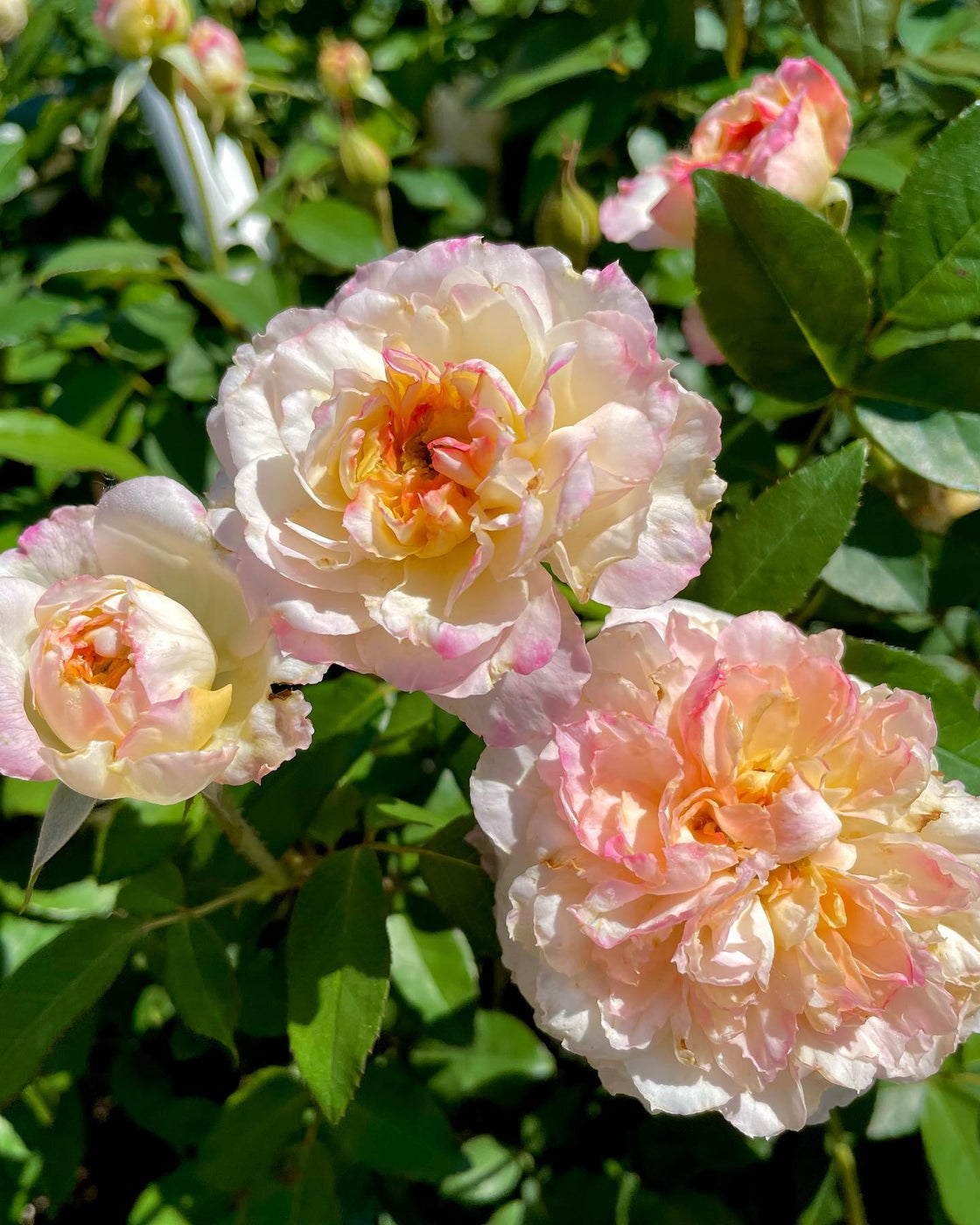 Southern Sweet Tea — Antique Rose Emporium