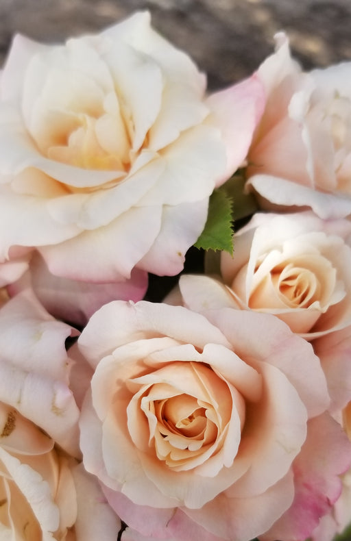 Twilight Princess — Antique Rose Emporium