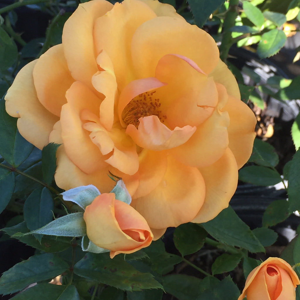South Africa® - Sunbelt® — Antique Rose Emporium